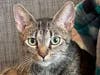 Haliaka the cat available for adoption