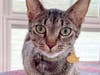 Haliaka the cat available for adoption