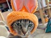Haliaka the cat available for adoption