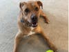 Brewer the Boxer - a gentle giant
