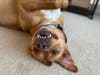 Derpy boy - Brewer the Boxer available for adoption