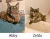 Abby and Zelda, a bonded pair of cats for adoption through A.R.F.