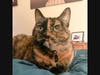 Abby the adoptable tortie