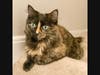 Zelda a floofy tortie