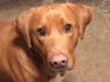 Clifford is available for adoption