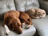 Clifford enjoys the other dogs and cats in his foster home