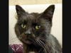 Phantom, an adorable adoptable cat from A.R.F.