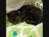 Adopt Phantom