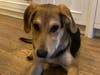 Adopt Aladdin from ARF-IL!