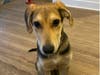 Adopt Aladdin from ARF-IL!