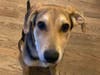 Adopt Aladdin from ARF-IL!