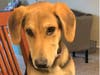Adopt Aladdin from ARF-IL!