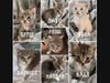 Hunger Games Litter