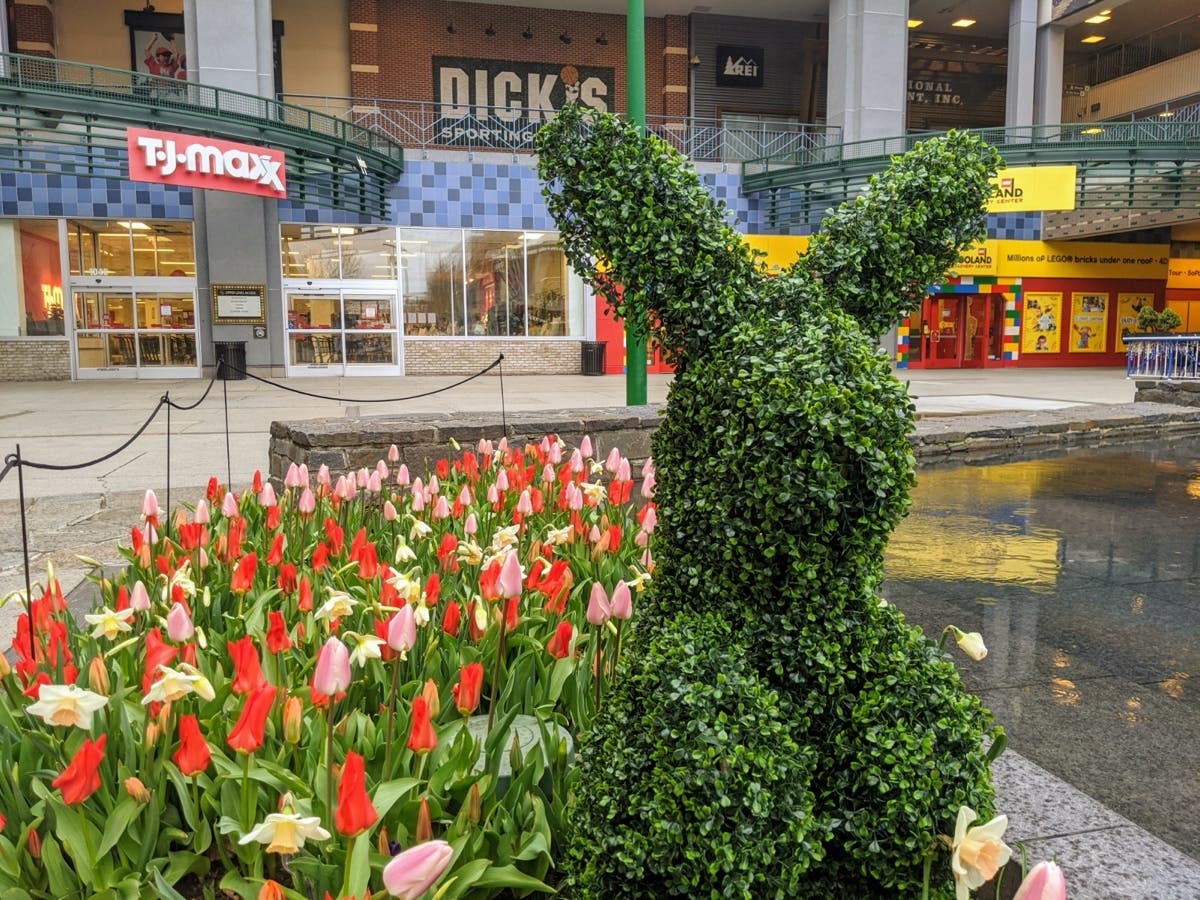 Nothing says spring like tulips and a giant topiary bunny.