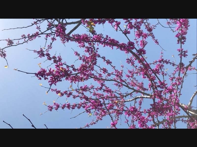 Hammond Museum and Japanese Stroll Garden will welcome back visitors on Saturday.