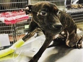 Veterinarians say Brownie was denied necessary food and water. 