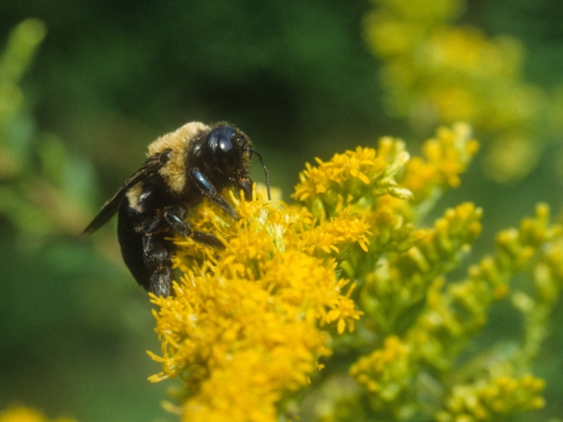 “Healthy Yards, Healthy Bees” debuts on the LMC Media channel June 10, at 8 p.m. Bee there or bee square!