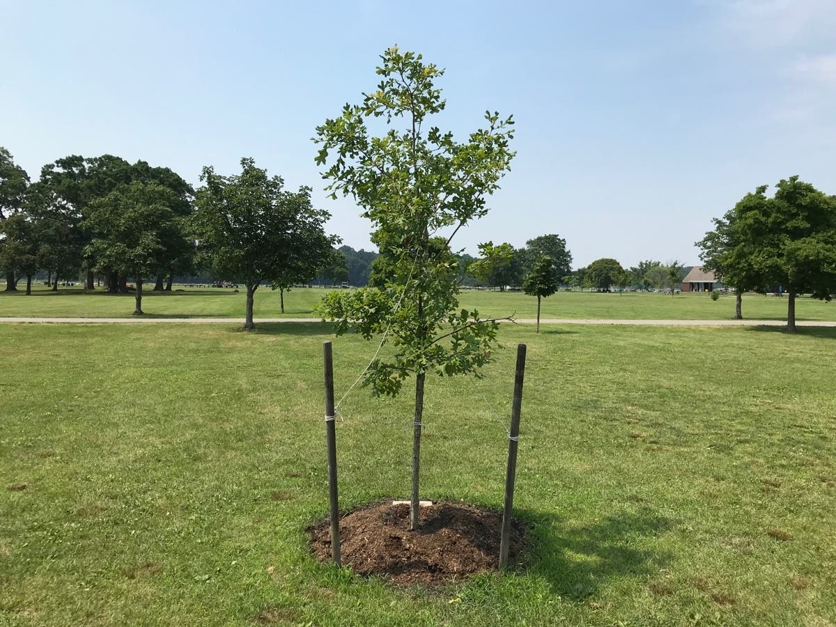 Glen Island hosted an awards ceremony that helped make the world a little greener. 