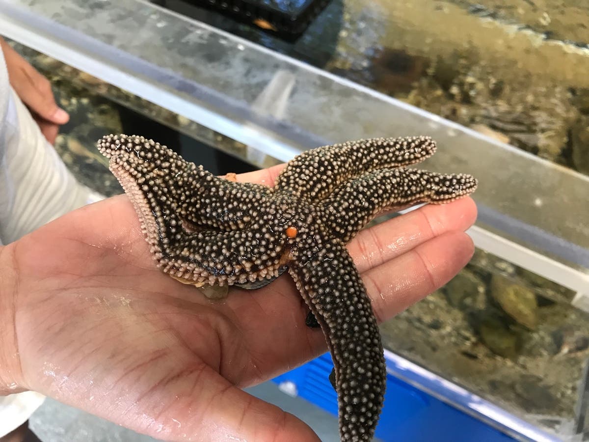 Have you ever seen a starfish in the Long Island Sound?