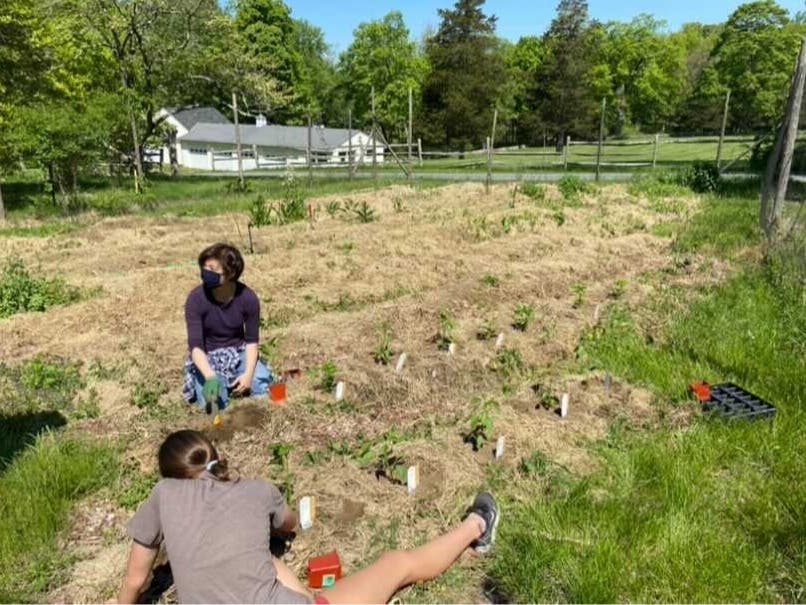 Westchester Land Trust staff and volunteers plant, weed, harvest, and package the food grown at Sugar Hill Farm.