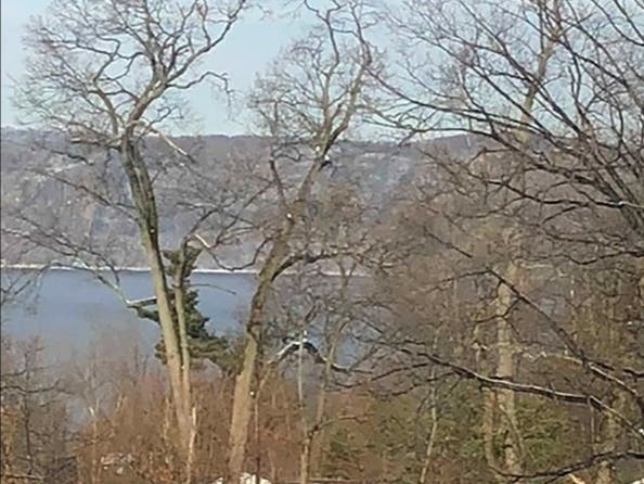 Recent sturgeon sighting have offered some hope the endangered native species is slowly beginning to make a rebound in the Hudson River.