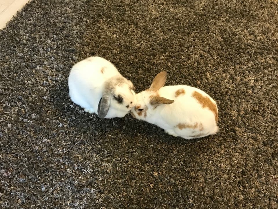 Find some bunny to love for Easter.