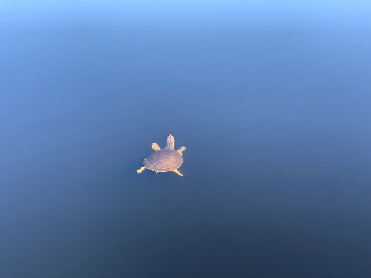 Sea turtle in the New York Bight: "Hey I'm swimming over here!"  