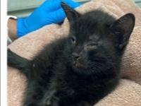 The abused kitten survived torment and is in good hands now. 