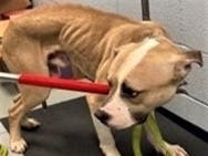 "We will never understand how someone could treat a helpless animal like this and deprive them of such basic necessities," SPCA Westchester Executive Director Shannon Laukhuf​ said. "We are just so grateful Mad Dog was rescued before it was too late."