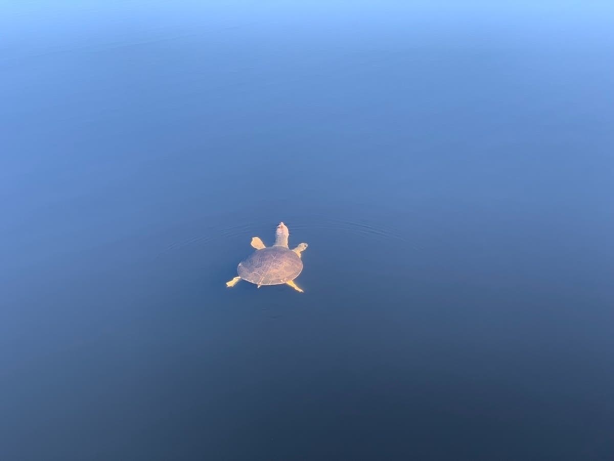 The Hudson Canyon in the New York Bight is a key habitat for hundreds of species, including deep sea coral, marine mammals, fish, marine turtles and seabirds, as well as other species essential to fisheries like squid, crab and tuna. 