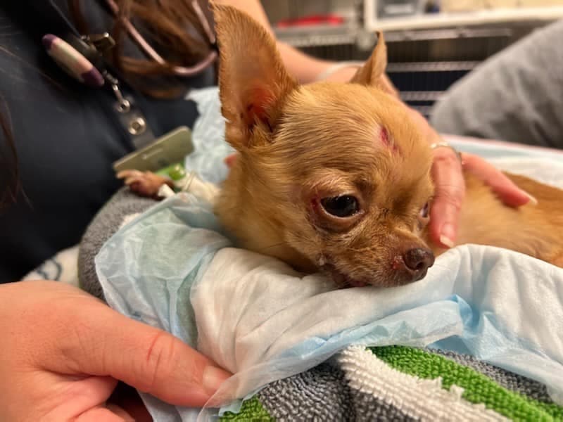 The Chihuahua (Chloe) had extensive cranial and neurological injuries.