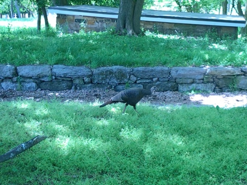 Go ahead and type amateur ornithologist on your dating profile right now — it sounds way more sophisticated than turkey fancier.