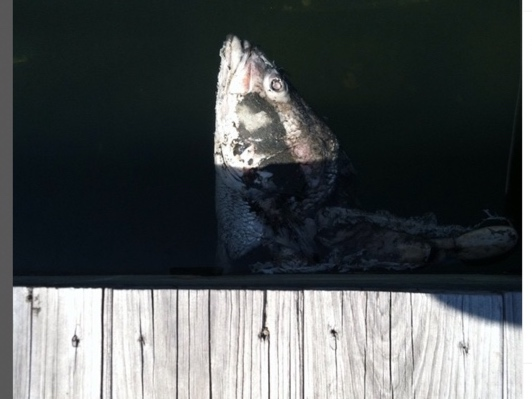One fish, two fish, red fish, blue fish.