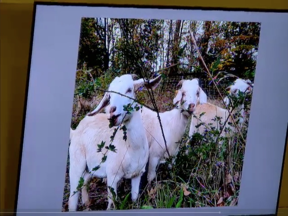 At its meeting on March 1, the Bedford Town Board took a look at possible candidates for municipal grounds crew positions.