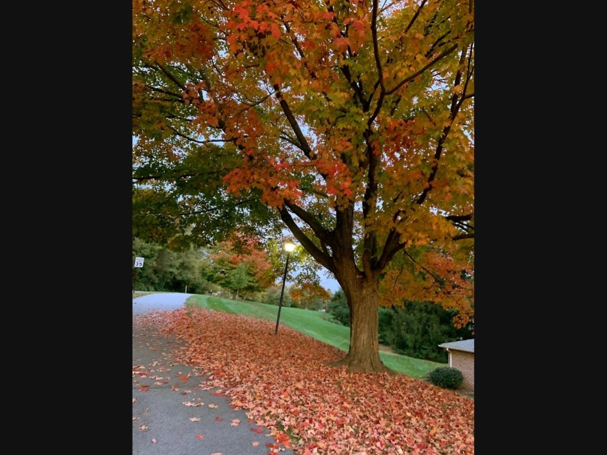  "I think that I shall never see. A poem lovely as a tree." - Joyce Kilmer