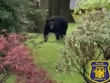 The best way to keep bears from entering a yard is to remove any sort of food, public safety officials say.