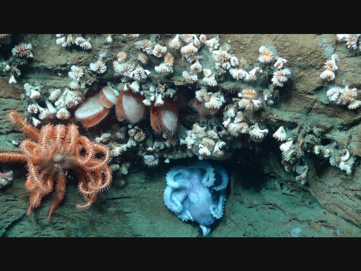 An octopus, sea star, bivalves, and dozens of cup coral share the same overhang in Hudson Canyon.
