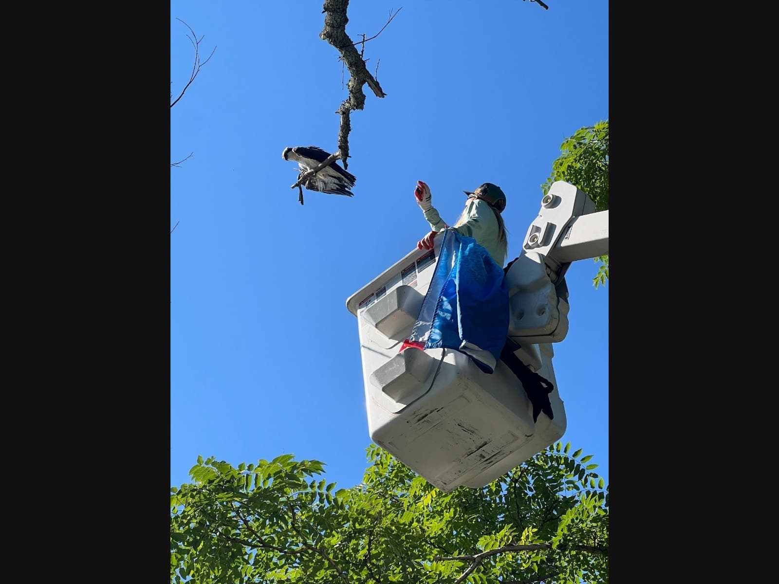 Kyle Troy of the Marine Education Center cautiously approaches the osprey that found itself on a precarious perch.  