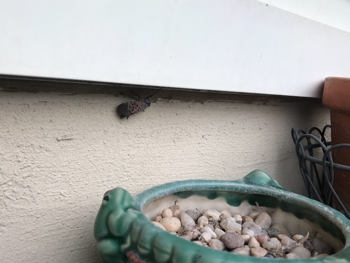 If you are noticing more and more uninvited guests at your backyard gatherings, you are not alone. 