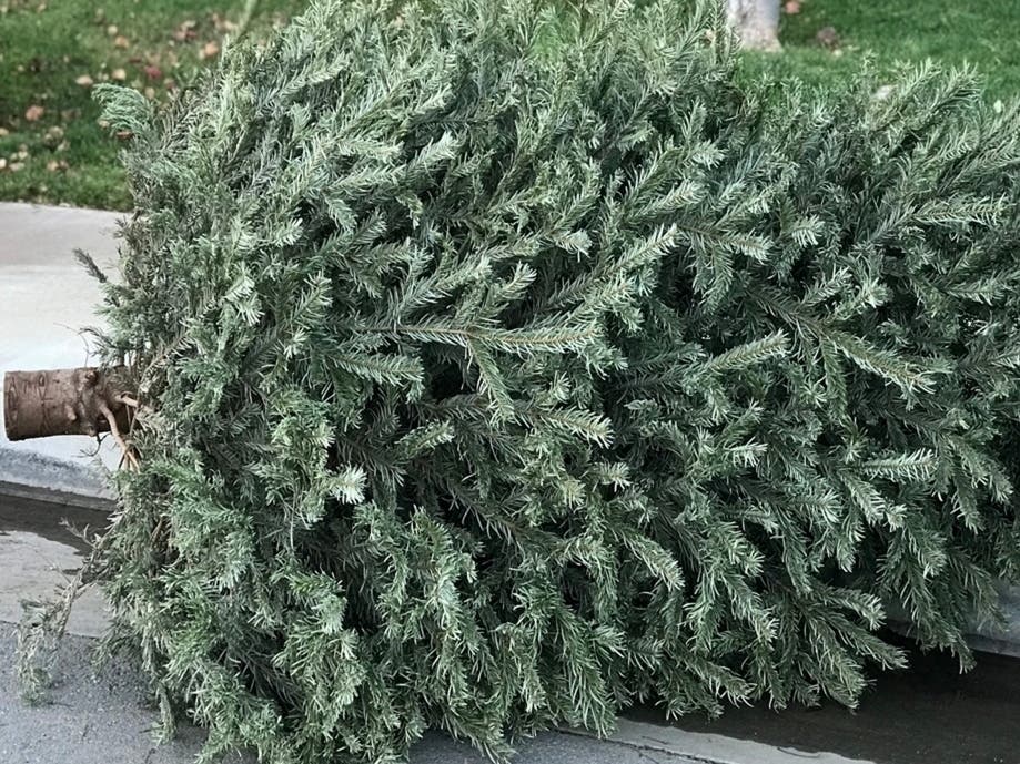 You still have some time to get your tree to the curb. 