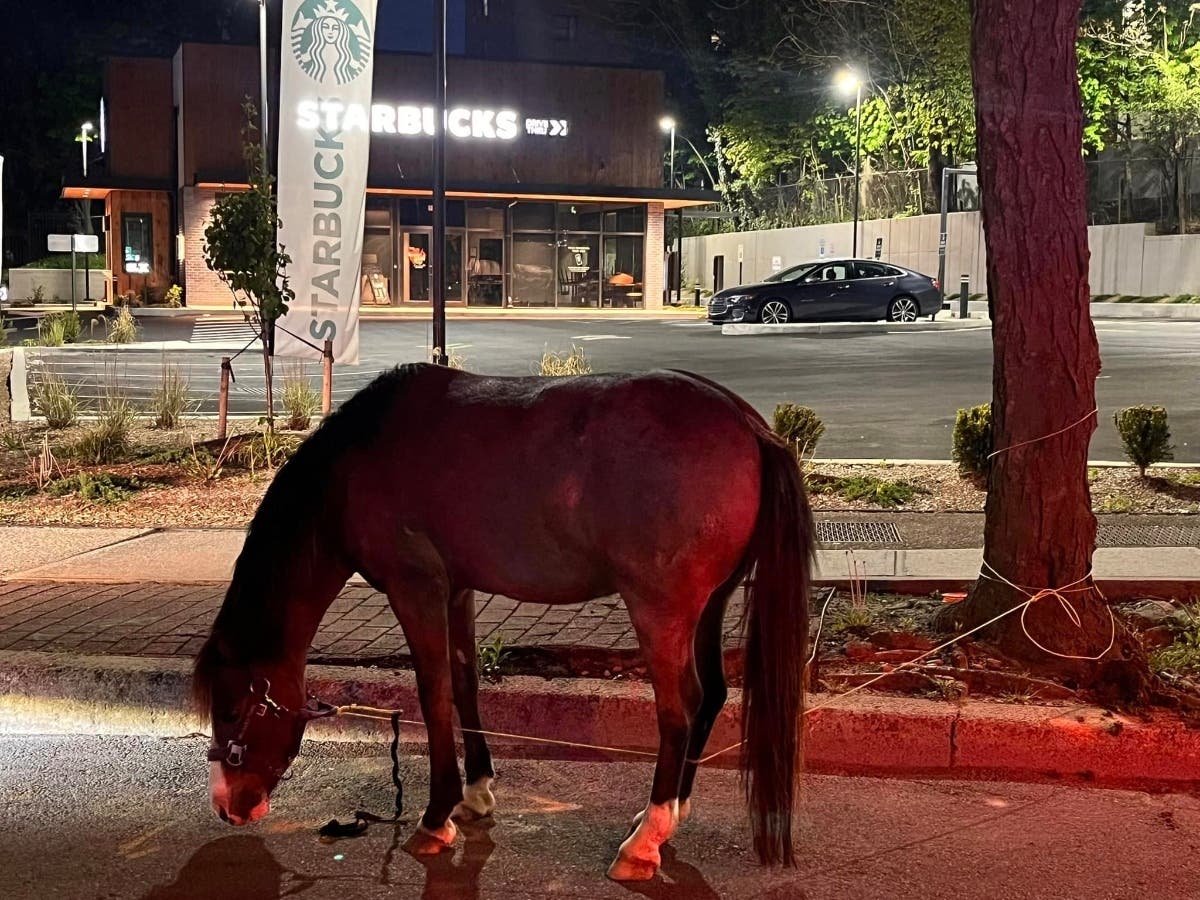 This pretty pony enjoyed its romp along the Sound Shore, but thanks to police officers and the folks at Twin Lakes Farm in Bronxville, the horse has more suitable accommodations now.