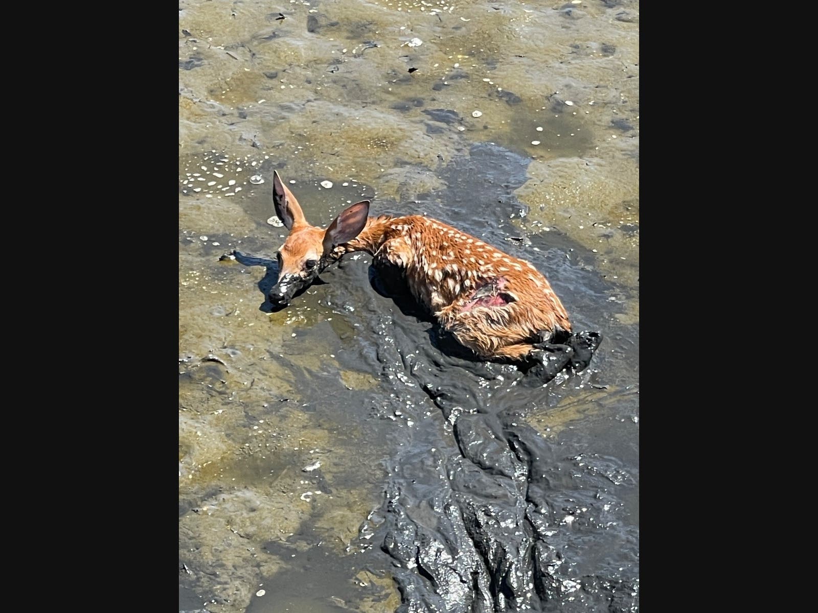 This fawn was bogged down, but New Rochelle firefighters had a plan.