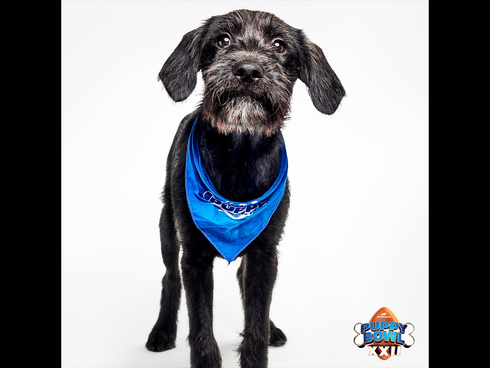 Luna, a scruffy 3-month-old labradoodle mix, is the odds-on favorite Most Valuable Puppy in this year's installment of the growing annual tradition. 
