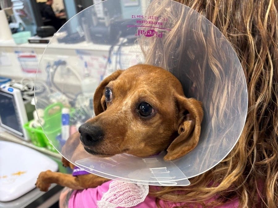 Veterinarians determined the animals to be in a state of neglect and suffering from several medical conditions consistent with prolonged lack of proper care.