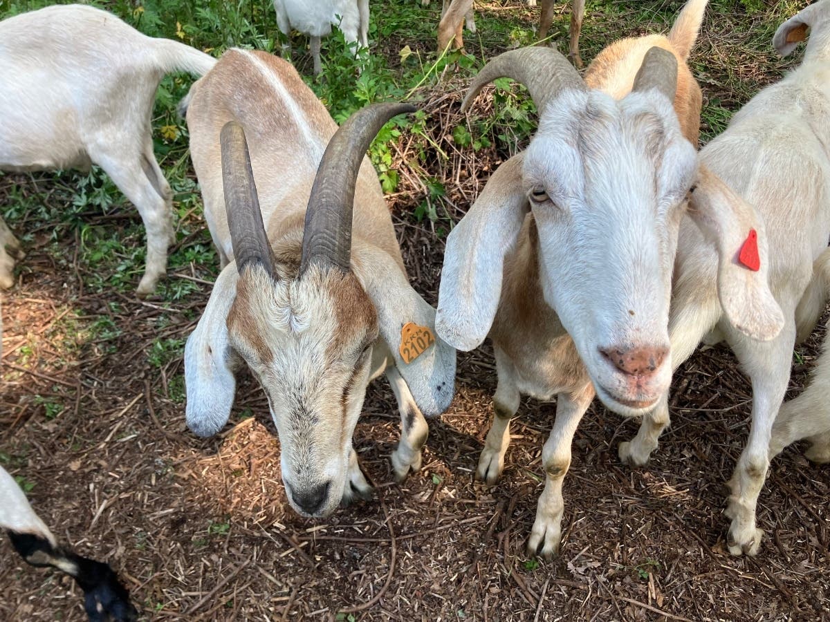"The goats are more than a novelty — they're an effective and environmentally responsible tool for managing invasive vegetation and improving the health of the park," Steve Cadenhead, President of the Ward Acres Conservancy, said.