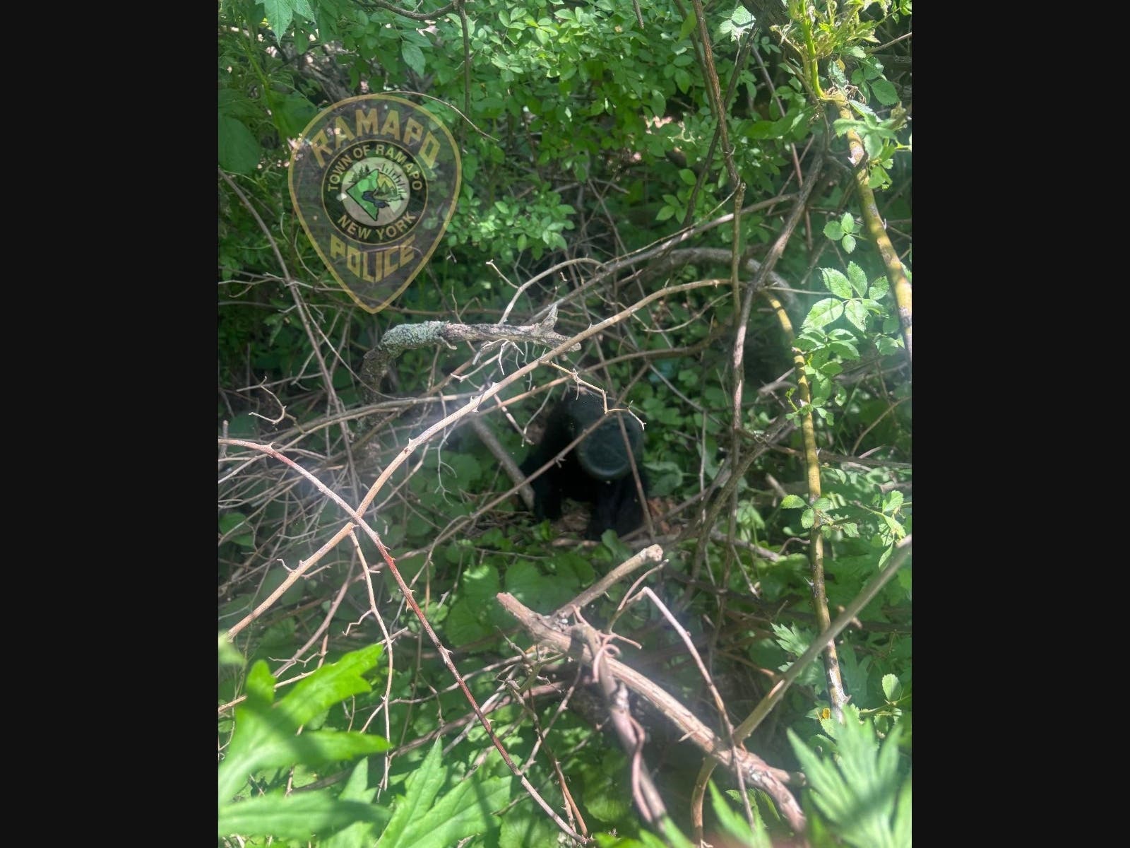 Not since Pooh got stuck in Rabbit's hole, has a bear's appetite created a predicament that required so many hands to solve.