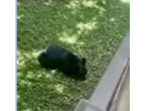 "Officers got called to Larch Drive for a young bear who apparently decided Somers needed a little more excitement than the usual traffic on Route 100," the Somers PBA wrote in a social media post, accompanying the video.
