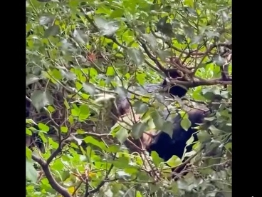 After assessing the situation, the DEC determined that the bear was not a threat to the public. Police reported that the bear was left undisturbed, sleeping safely in the tree.