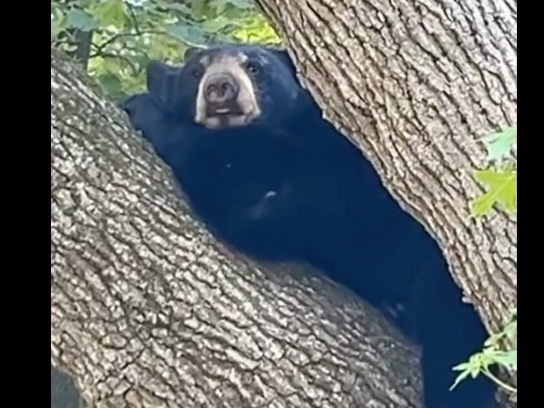 "The bear will be relocated to a more suitable habitat in upstate New York, where it can continue its adventures far from busy neighborhoods," WPCPD said in a statement.