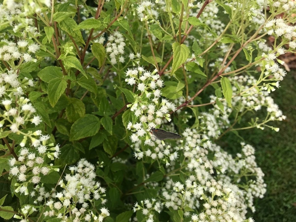AG James and The New York Community Trust have announced $505,000 in grant funding for 28 community organizations to support pollinator conservation projects in historically underserved communities across New York.